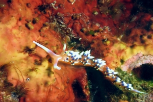 Caloria indica