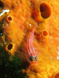 Helcogramma striata, Eponge