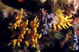Distichopora violacea, Distichopora sp.