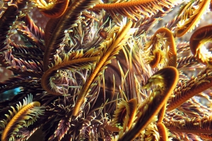 Crinoïde
