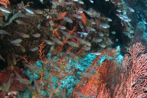 Parapriacanthus ransonneti, Ostorhinchus parvulus