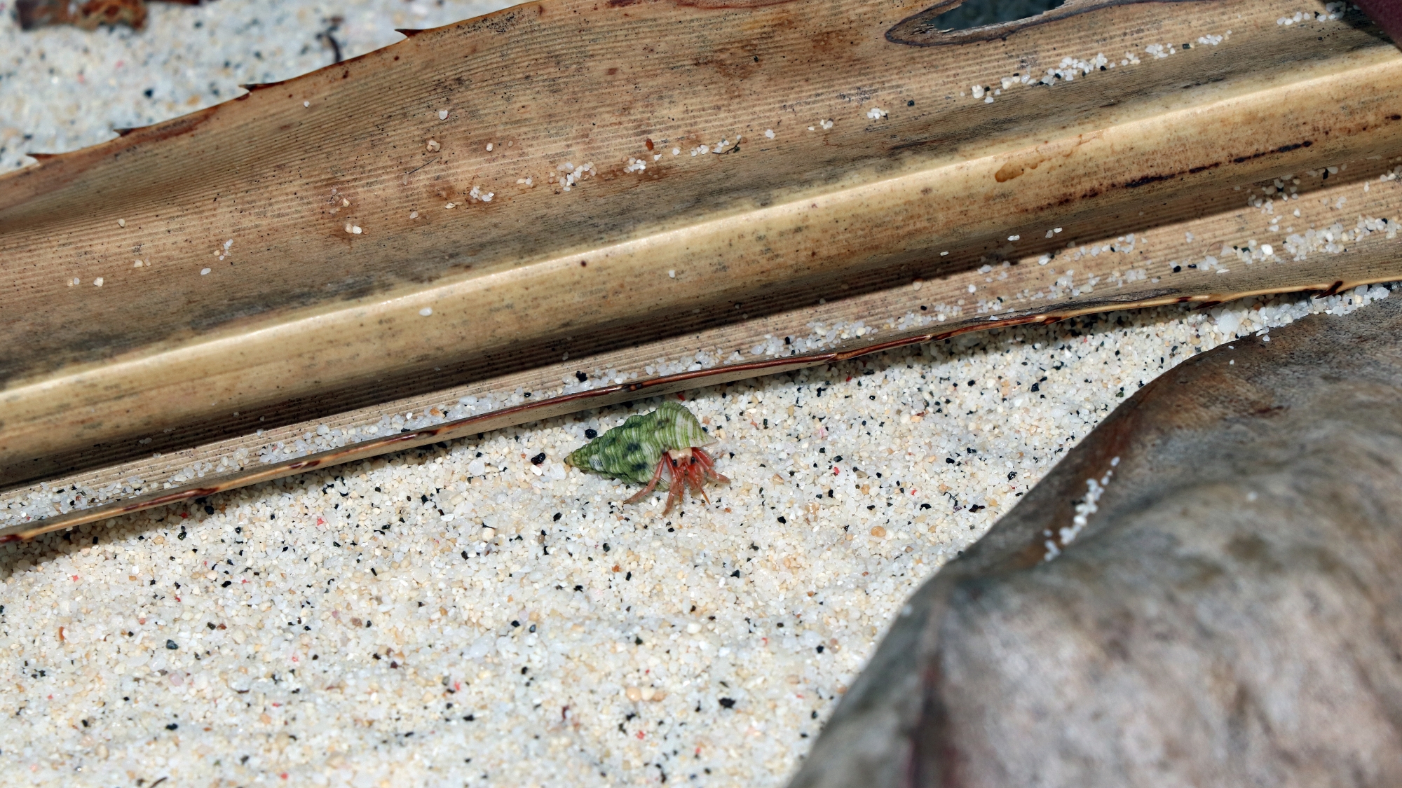 Coenobita sp. sur le sable