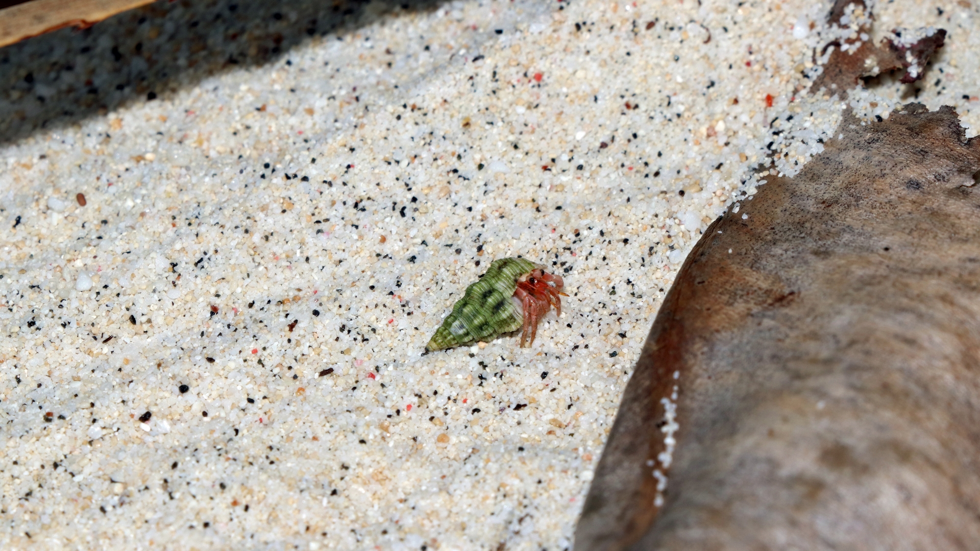 Coenobita sp. sur le sable