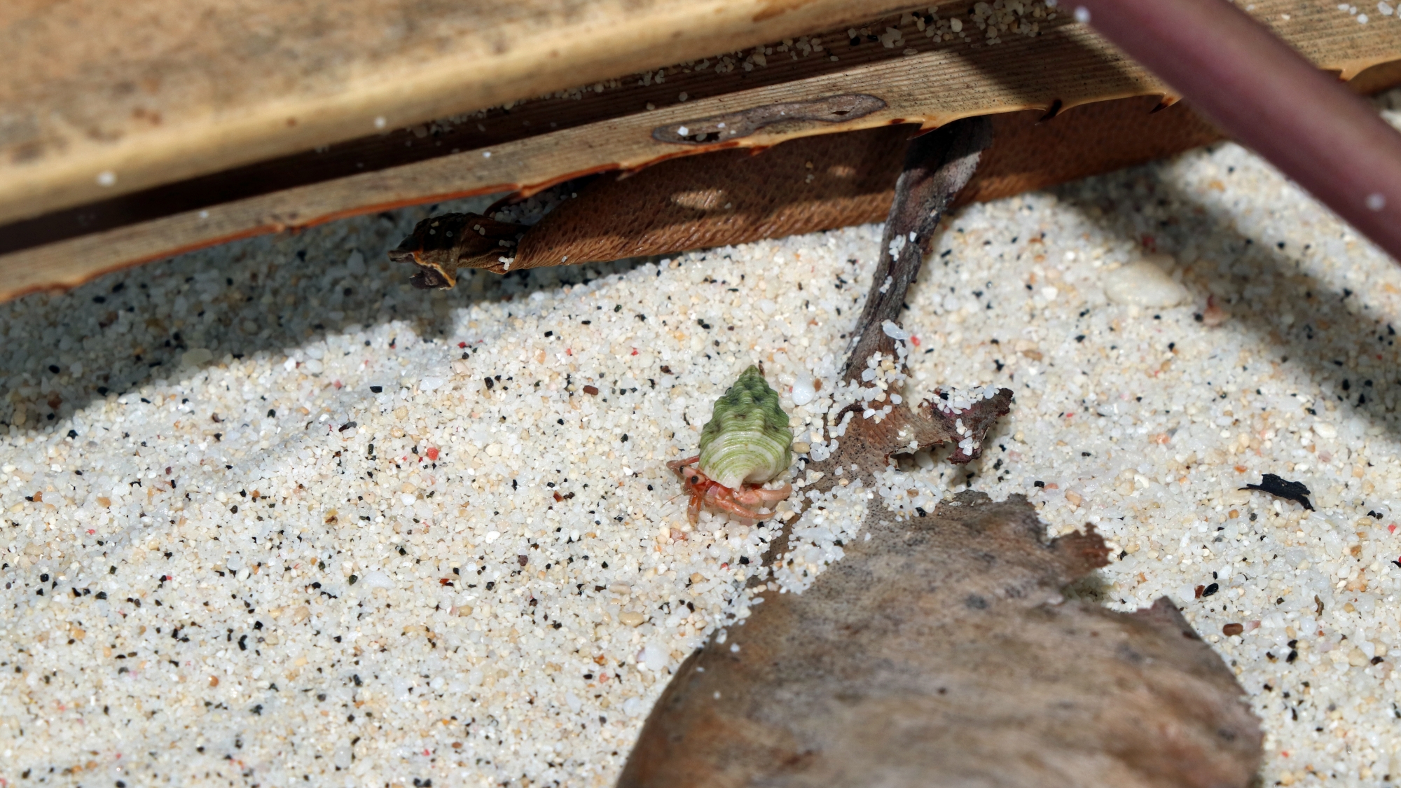 Coenobita sp. sur le sable