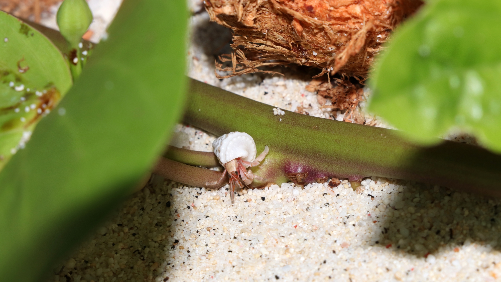 Coenobita sp. fuyant en reculant