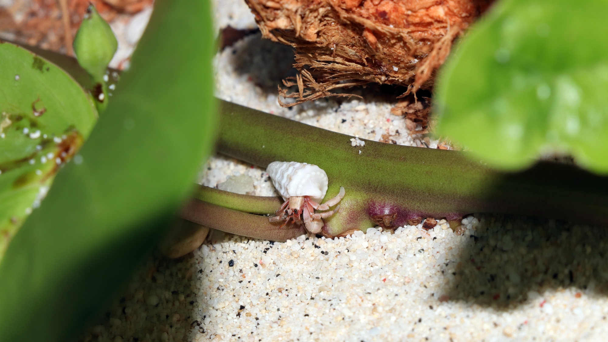 Coenobita sp. fuyant en reculant