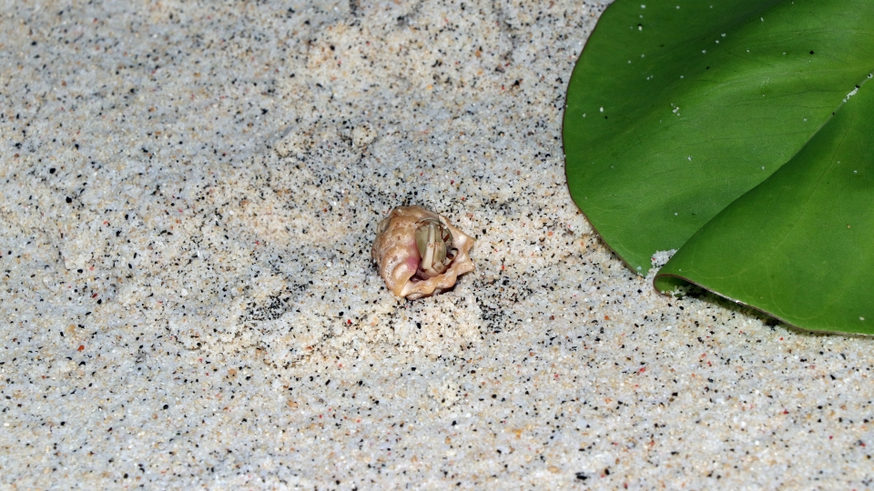 Coenobita sp. redressant sa coquille