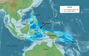 Le Triangle de Corail, l’épicentre de la biodiversité du monde marin