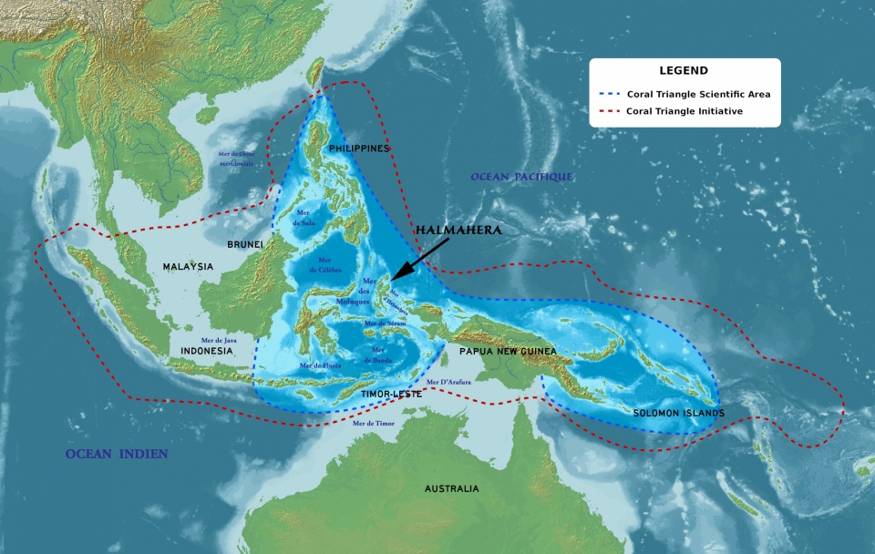 Le Triangle de Corail, l’épicentre de la biodiversité du monde marin