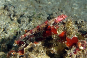 Synodus rubromarmorarus
