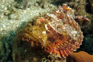 Scorpaenopsis oxycephala, Scorpaenopsis venosa