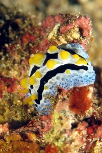 Phyllidia coelestis