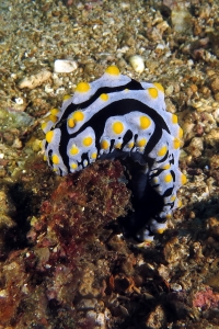 Phyllidia varicosa