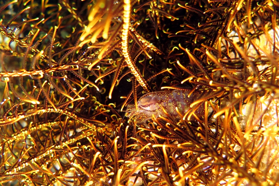 Synalpheus stimpsonii