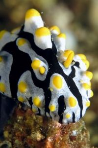 Phyllidia varicosa