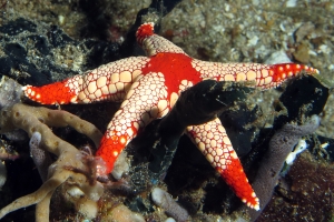 Fromia monilis ou Fromia heffernani