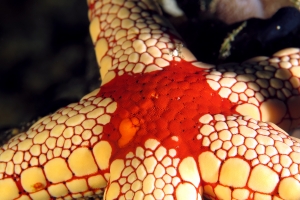 Fromia monilis ou Fromia heffernani