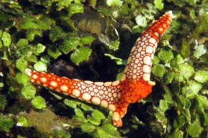Fromia monilis ou Fromia heffernani