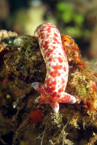 Linckia multifora