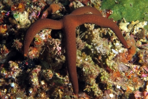 Linckia guildingi