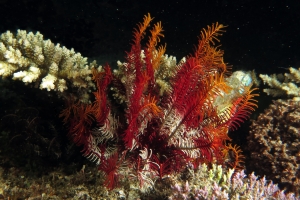 Crinoïde