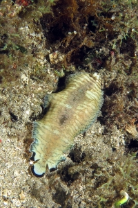 Soleichthys heterorhinos