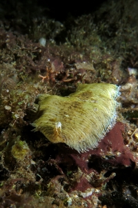 Soleichthys heterorhinos