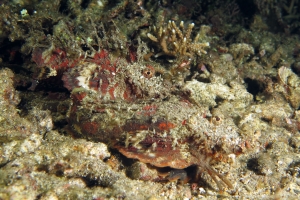 Inimicus didactylus
