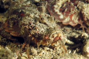 Inimicus didactylus
