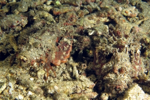 Inimicus didactylus