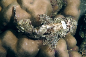 Scorpaenopsis oxycephala ou Scorpaenopsis venosa