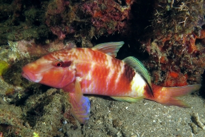 Parupeneus multifasciatus