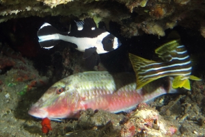 Parupeneus multifasciatus, Macolor niger, Plectorhinchus polytaenia