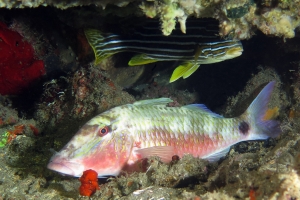 Parupeneus multifasciatus, Plectorhinchus polytaenia