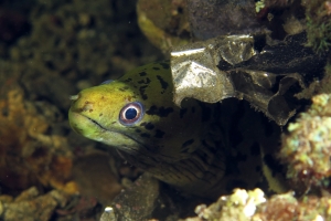 Gymnothorax fimbriatus