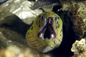 Gymnothorax fimbriatus