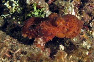 Callistoctopus luteus