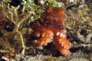 Callistoctopus luteus