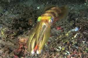 Sepioteuthis lessoniana
