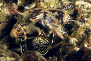 Cymbiola vespertilio