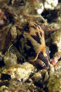 Cymbiola vespertilio