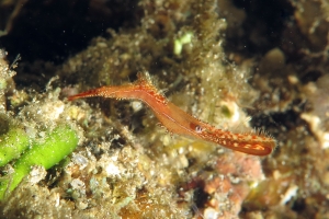 Leander plumosus