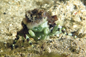 Cyclocoeloma tuberculata, Discosomatidae