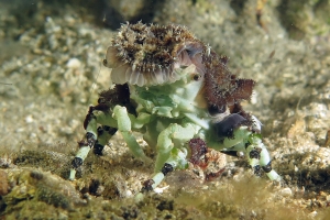 Cyclocoeloma tuberculata, Discosomatidae