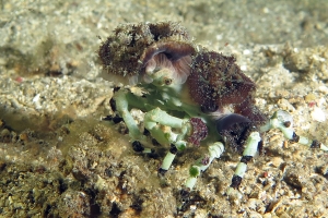Cyclocoeloma tuberculata, Discosomatidae