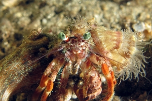 Dardanus pedunculatus, Calliactis polypus