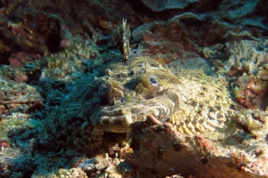 Papilloculiceps longiceps