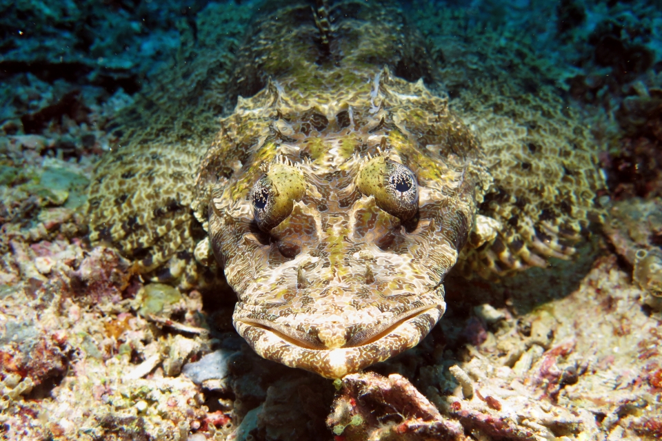 Papilloculiceps longiceps