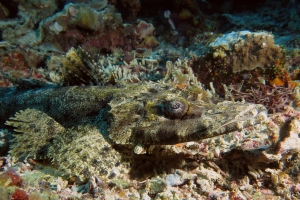 Papilloculiceps longiceps