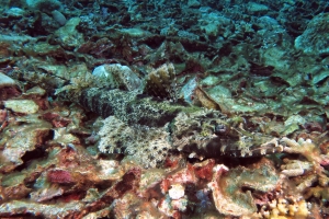 Cymbacephalus beauforti
